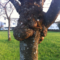 Erdstrahlung wirkt auf Flora und Fauna Erdstrahlung wirkt auf Flora und Fauna